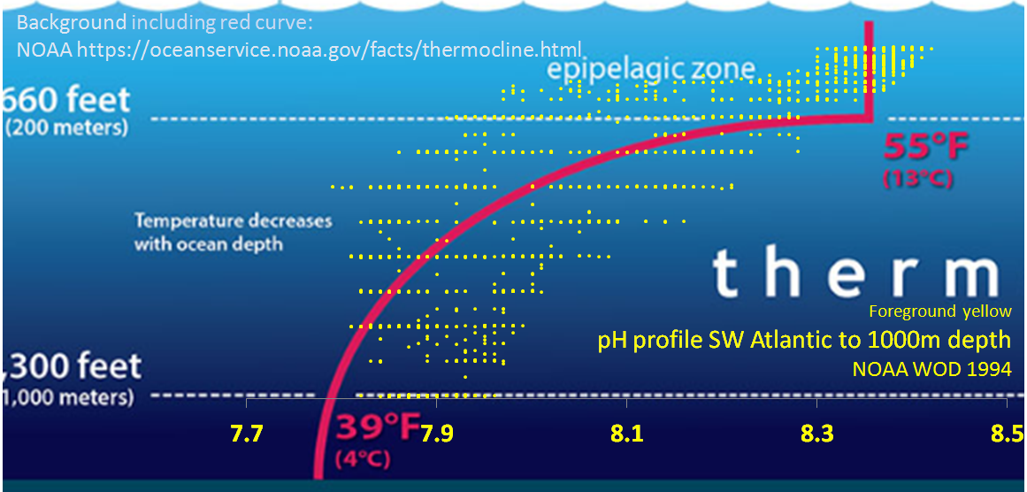 Connections between the thermocline and ocean pH