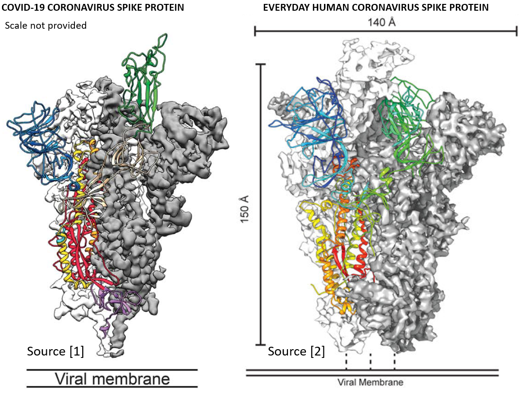 Exploring spike protein differences between COVID-19 and an everyday human coronavirus